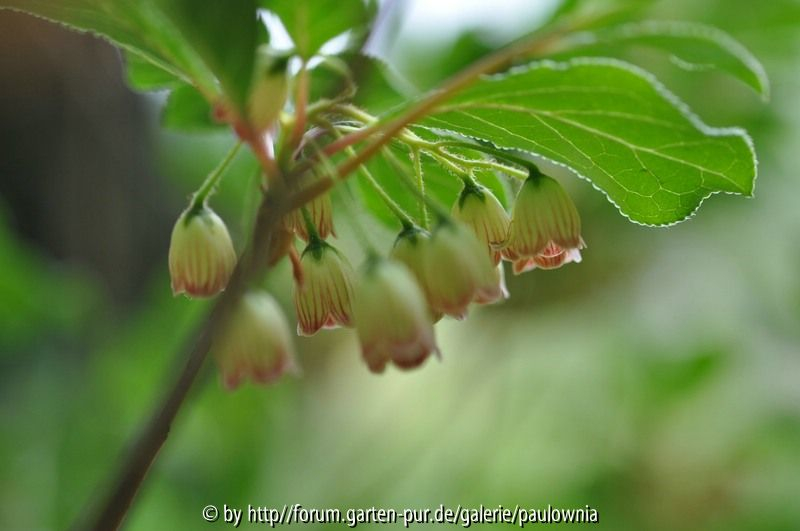 Enkianthus