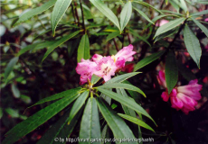 Rh.hunnelwellianum