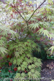 Acer nicholsonii - April 2011