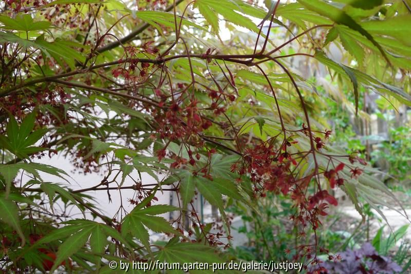 Acer nicholsonii - April 2011