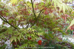 Acer nicholsonii - April 2011