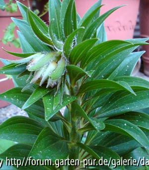 Lilium martagon 280411