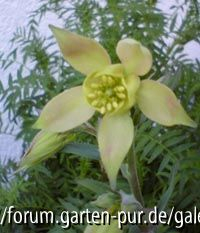 Aquilegia unbekannt 1