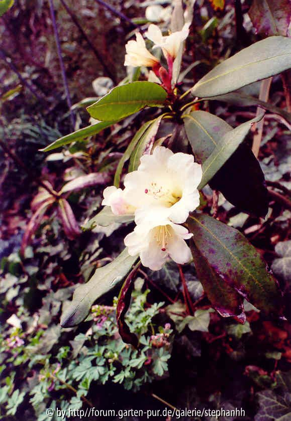 Rh.irroratum