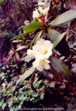 Rh.irroratum