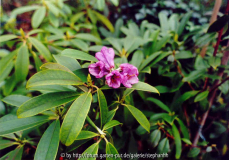 Rhododendron ririei