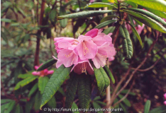 Rhododendron lukiangense