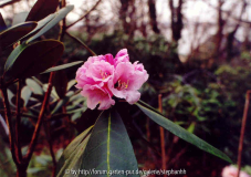Rhododendron fulvum ssp.fulvum