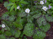 Podophyllum hexandrum