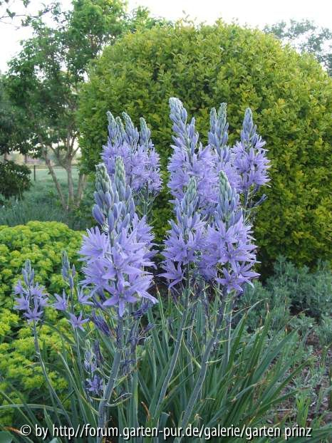 Camassia 2011/04