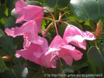 Rh. orbiculare