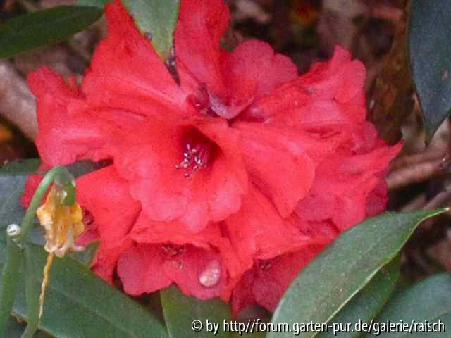 Rh. ochraceum