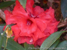 Rh. ochraceum