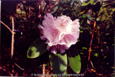 Rhododendron vernicosum Rhantum Group