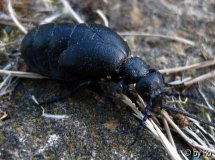 Schwarzer Kerl 2