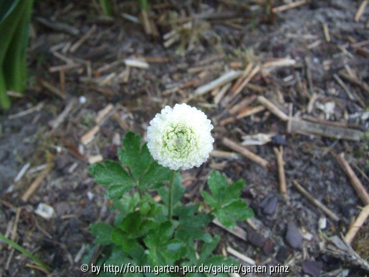 Anemone sylvestris Elise Feldman 2011/4