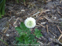 Anemone sylvestris Elise Feldman 2011/4