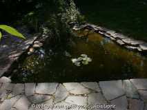 Teich 2. Jahr