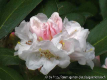 Rh. taliense