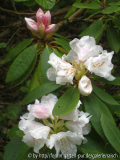 Rh. pseudochrysanthum