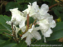 Rh. nikomontanum