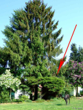 Juniperus Ansicht4