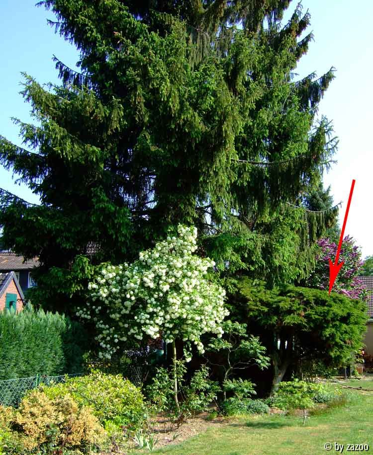 Juniperus Ansicht3