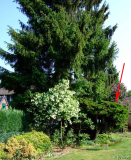 Juniperus Ansicht3