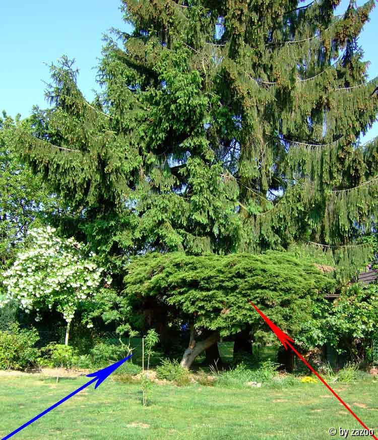Juniperus Ansicht2