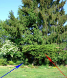 Juniperus Ansicht2