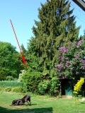 Juniperus Ansicht1