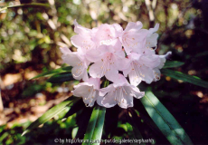 Rhododendron adenopodon