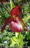 Cyp x ventricosum