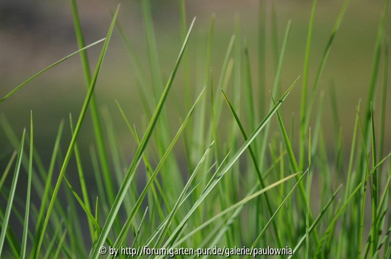 Sesleria 2