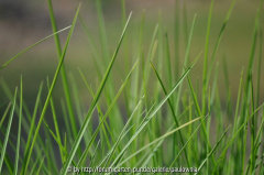 Sesleria 2