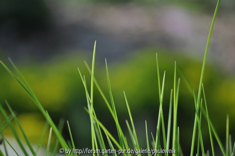 Sesleria 1