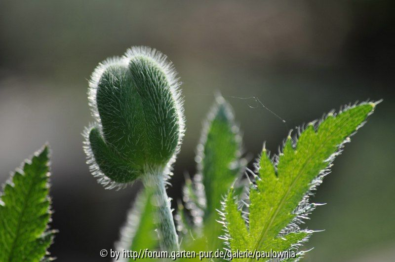 Mohn 218