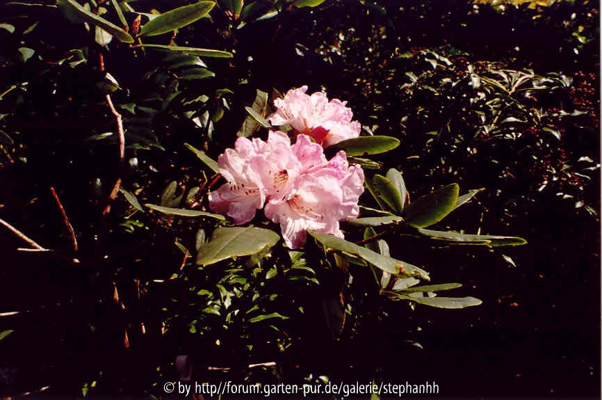 Rhododendron adenosum R.18338