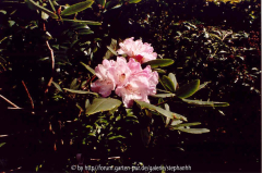 Rhododendron adenosum R.18338