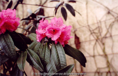 Rhododendron arboreum ssp.cinnamoneum var. cinnamomeum Patterson NE-India