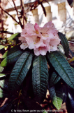 Rhododendron arboreum ssp.cinnamoneum var. roseum Sch.2649 pale pin
