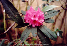 Rhododendron arboreum ssp.arboreum KR966 W.Bhutan 3140m