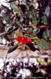 Rhododendron cinnabarinum ssp.cinnabarinum Bu 129 bright red Sandakphu 3650m