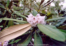 Rhododendron coriaceum H.P.