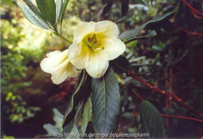 Rhododendron dalhousiae var. dalhousiae Bu 274 Amjlassa 2360m
