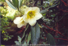 Rhododendron dalhousiae var. dalhousiae Bu 274 Amjlassa 2360m