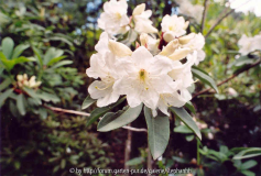 Rhododendron decorum Bu286 Wenbishan 3000m