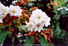 Rhododendron decorum Bu299 Xishan 2300m