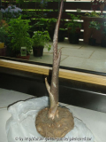Arisaema oder sowas ähnliches?