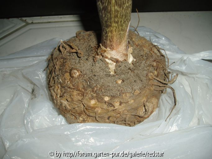 Arisaema oder sowas 1